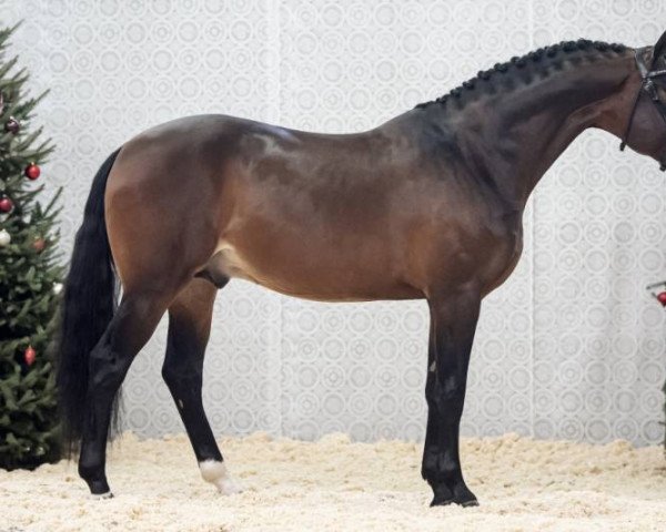 dressage horse Mentor (Westphalian, 2015, from E.H. Millennium)