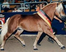 Deckhengst El.H. /P.H Steinadler (Haflinger, 1989, von Stuart)