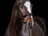 stallion Quality Street (Oldenburg, 2010, from Quality 9)