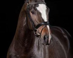 stallion Quality Street (Oldenburg, 2010, from Quality 9)