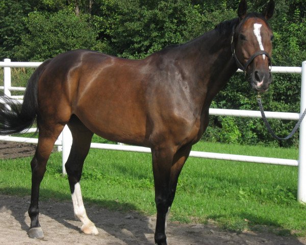 broodmare Smiling Balia (KWPN (Royal Dutch Sporthorse), 1999, from Voltaire)