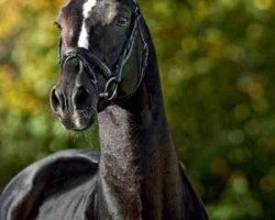 stallion Mon Cher (Hanoverian, 1992, from Matcho AA)