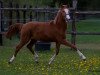 broodmare Djanett J (German Riding Pony, 2011, from Don Dolino)