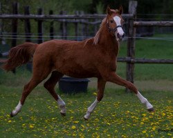 broodmare Djanett J (German Riding Pony, 2011, from Don Dolino)