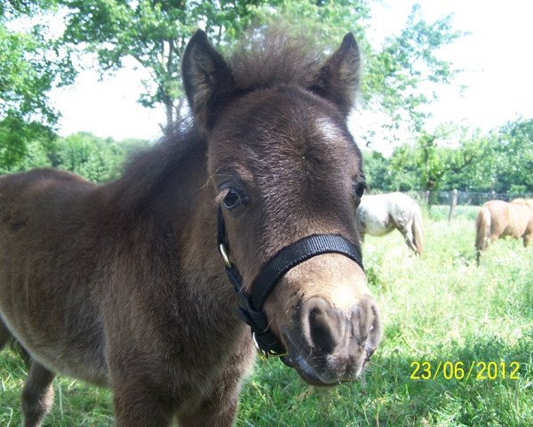 Pferd Aragon vom Rindergraben (Dt.Part-bred Shetland Pony, 2012, von A Confetti Kiss)