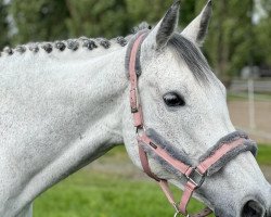 jumper Bohèmica V.D.R (Oldenburg show jumper, 2009, from Causa Confido V.D.R.)