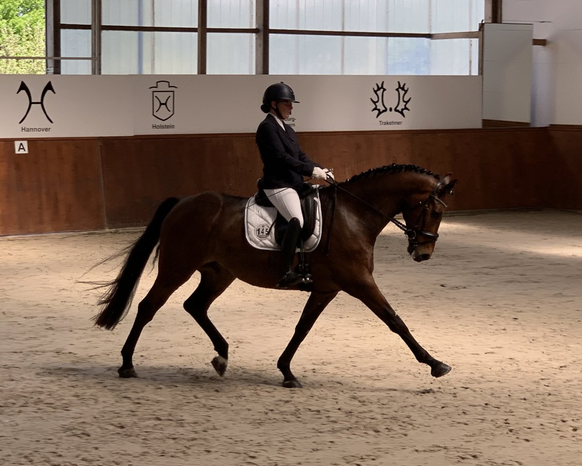 dressage horse Felissaro (Hanoverian, 2015, from Fürst Belissaro)