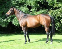 stallion Mountain High xx (Thoroughbred, 2002, from Danehill xx)