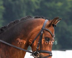 dressage horse Carlo Carlucci (German Riding Pony, 2015, from Calido G)