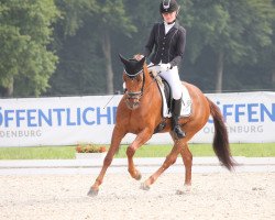 broodmare Wallstreet E WE (German Riding Pony, 2016, from Calido G)