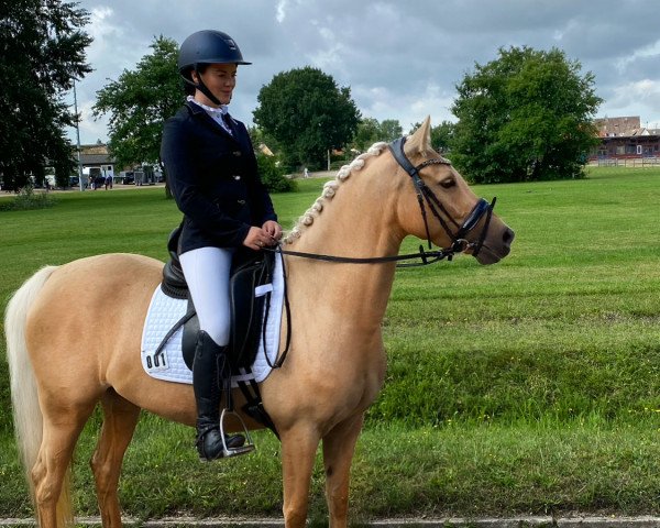 dressage horse A. Koko de Luxe B (German Riding Pony, 2016, from FS Champion de Luxe)