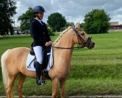 Dressurpferd A. Koko de Luxe B (Deutsches Reitpony, 2016, von FS Champion de Luxe)