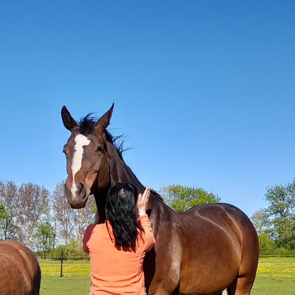 broodmare Symphonie II H (German Warmblood, 2007, from Saccor)