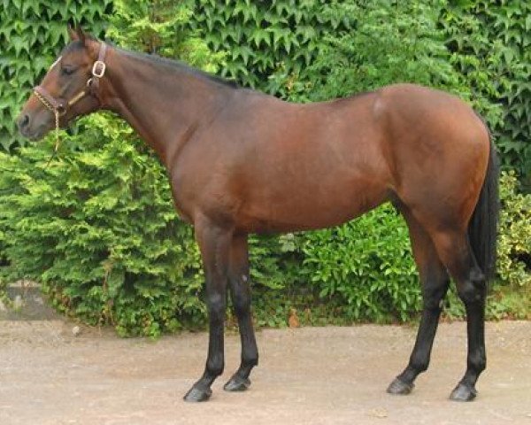 stallion Gold Well xx (Thoroughbred, 2001, from Sadler's Wells xx)