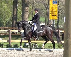 dressage horse Surprice's Sunshine (Hanoverian, 2013, from Surprice)