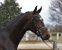 dressage horse Fiddie M (Hanoverian, 2017, from Finnigan)