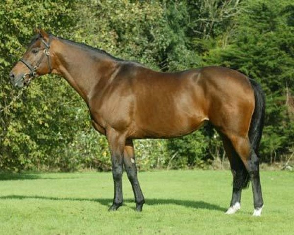 stallion Flemensfirth xx (Thoroughbred, 1992, from Alleged xx)