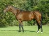 stallion Flemensfirth xx (Thoroughbred, 1992, from Alleged xx)