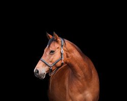 dressage horse Bella Ciao 3 (Oldenburg, 2014, from Balou du Rouet)