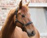 dressage horse Aagaardens Liandro (Danish Warmblood, 2014, from Blue Hors First Choice)