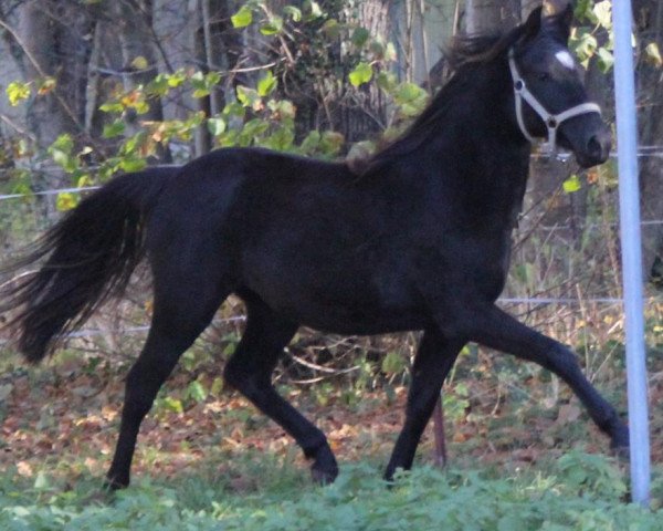 broodmare Promise Girl in Black (German Riding Pony, 2011, from Nemax)