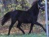 Zuchtstute Promise Girl in Black (Deutsches Reitpony, 2011, von Nemax)