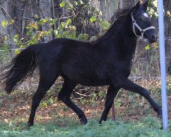 dressage horse Promise Girl in Black (Deutsches Reitpony, 2011, from Nemax)