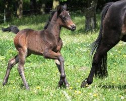 dressage horse Promise Gill (German Riding Pony, 2012, from Nemax)