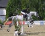 jumper Chayenne 245 (Oldenburg show jumper, 2007, from Cassini II)