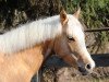 jumper Promise Grisu (German Riding Pony, 2008, from Sir Charles)