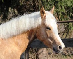 Springpferd Promise Grisu (Deutsches Reitpony, 2008, von Sir Charles)