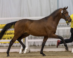 Deckhengst My Dream Boy 3 (Deutsches Reitpony, 2019, von D-Power AT)