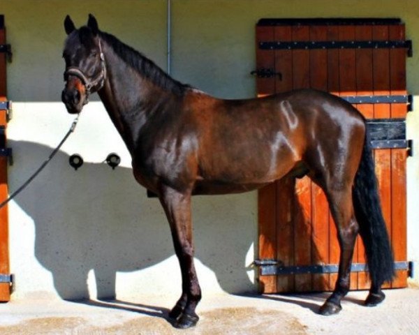 horse Rosegger (Oldenburg, 2004, from Royal Diamond)