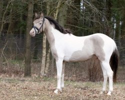 Pferd Champagne Hurricane (Deutsches Reitpony, 2018, von Champagne Heartbreaker)