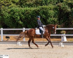 dressage horse Alex (unknown, 2008)