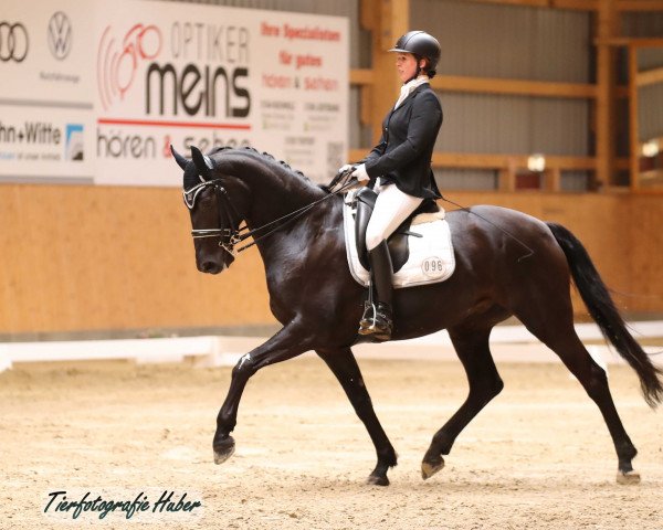 dressage horse Diva Noir 5 (Belgian Warmblood, 2014, from Don Frederico)