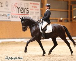 Dressurpferd Diva Noir 5 (Belgisches Warmblut, 2014, von Don Frederico)