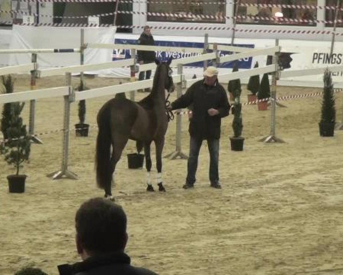 Zuchtstute Bibi (Deutsches Reitpony, 1972, von Curry)