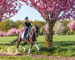 dressage horse Kobus S (KWPN (Royal Dutch Sporthorse), 2015, from Rousseau)