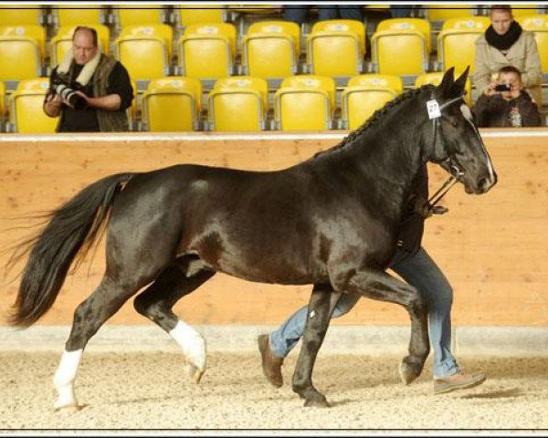 stallion Ernesto M (Heavy Warmblood, 2010, from Epomeo)