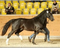 Deckhengst Ernesto M (Schweres Warmblut, 2010, von Epomeo)