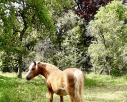 broodmare Rötgers Irma (Welsh mountain pony (SEK.A), 2000, from Churchwood President)