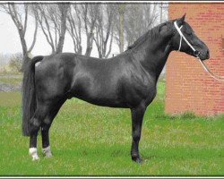 stallion Emsgraf (Alt-Oldenburger / Ostfriesen, 1997, from Eichbaum)