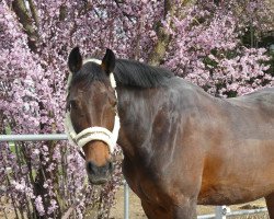 jumper Cora (Holsteiner, 2010, from Corrido 4)