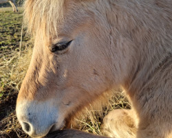 horse Balto Fjellhorn (Fjord Horse, 2019, from Bolseten N.2825)