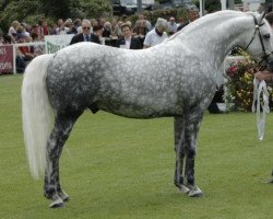 stallion Kingstown Fionn (Connemara Pony, 2002, from Monaghanstown Fionn)