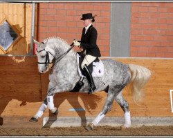 stallion Idano (Sachs-door. Heavy Warmbl., 2006, from Indygo)