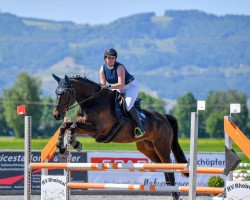 Springpferd Charly Brown Wv (Österreichisches Warmblut, 2011, von Certus)