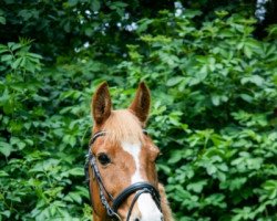 dressage horse Pepe 242 (German Riding Pony, 2006, from Mahela)