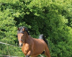 stallion Sir seven Starroni (German Sport Horse, 2003, from Staron)